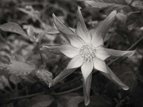 Star flower
