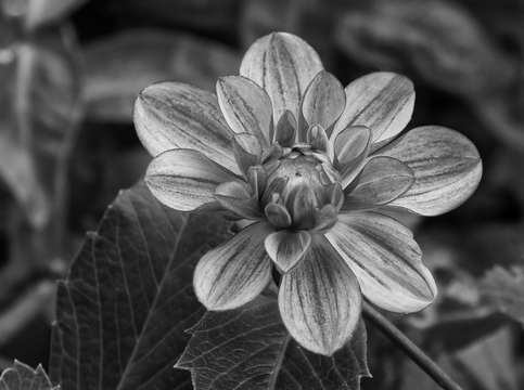 Shades of black white