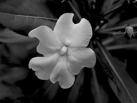 Single wildflower
