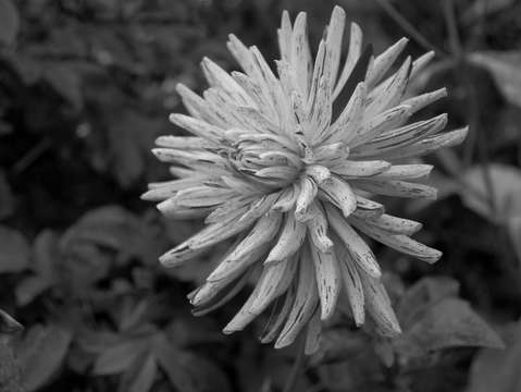 White Mum