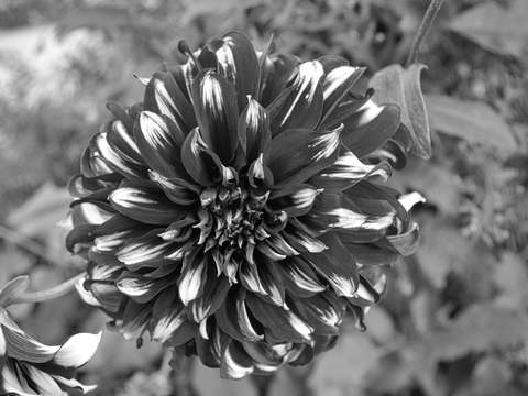 Mum in black white