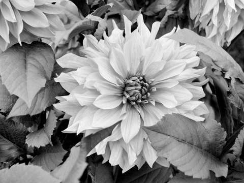 Ruffled flower
