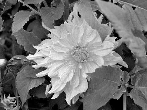 Ruffles flourishes