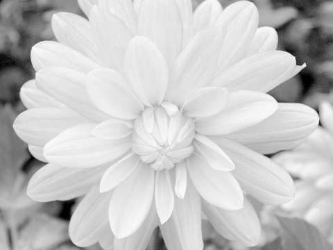 White flowers 2