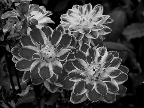Study in black white