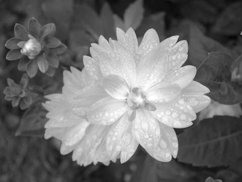 Raindrops 7