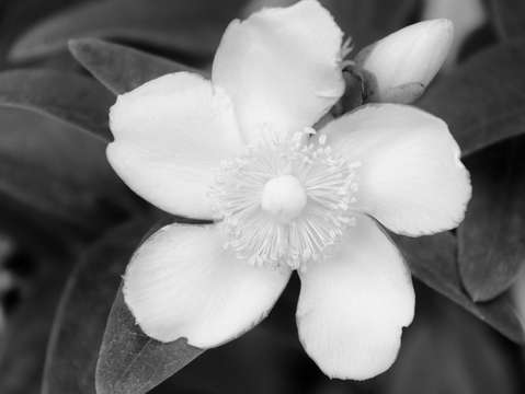 Single flower