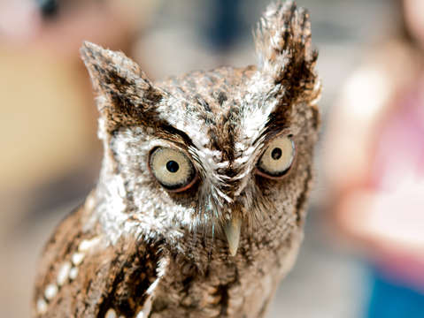 Burrowing owl portrait