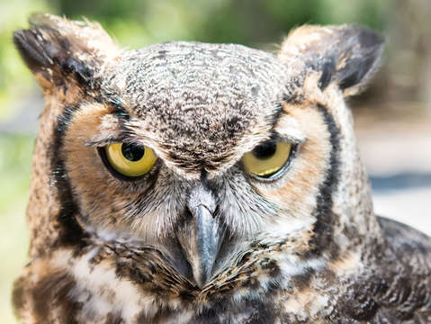 Eastern screech owl portrait