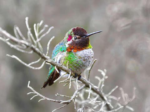 Hummingbird perched