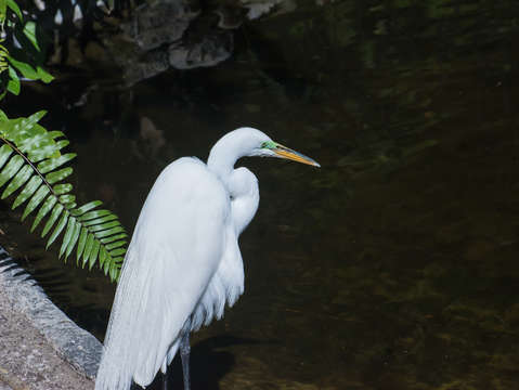 Great whit egret