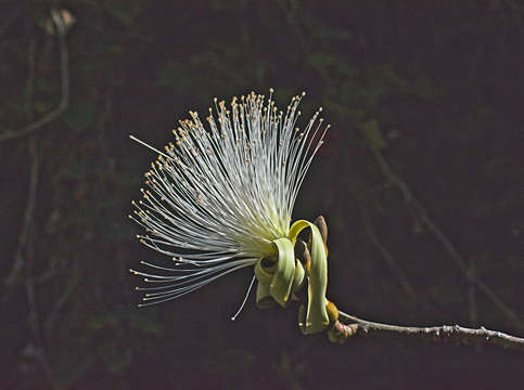 White shaving brush bloom