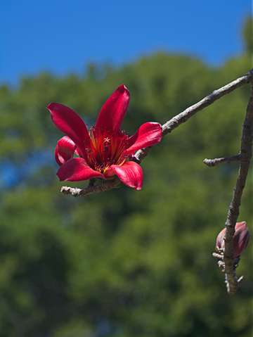 Red silk tree bombay30