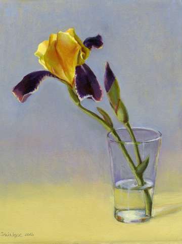 Iris 11