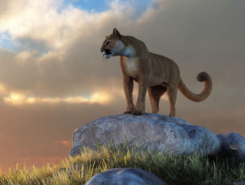 Mountain lion