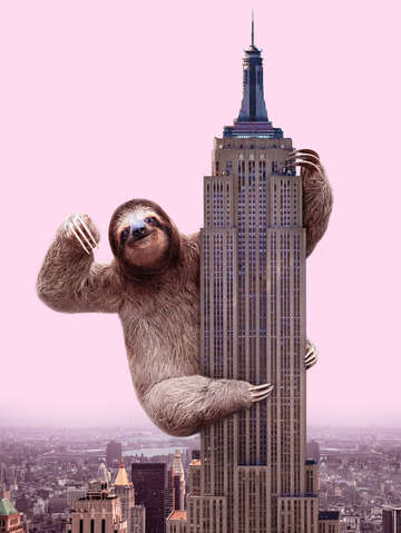 King sloth