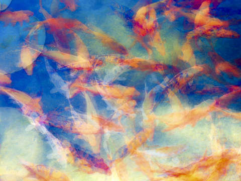 Kolorful koi series