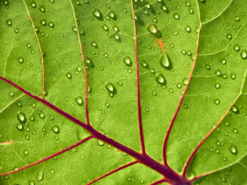 Spring rain 3538