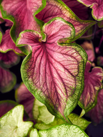 Angel wings caladium 5951