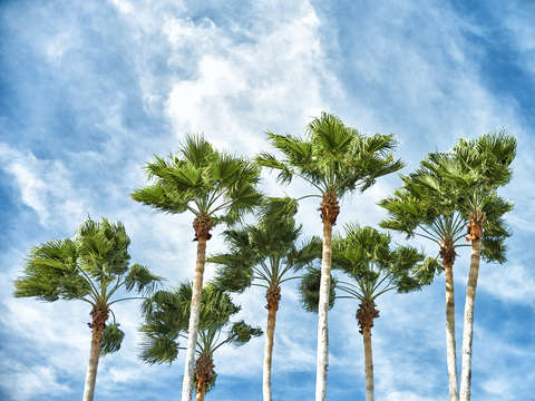 Palm trees 1412