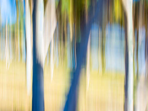 Moving trees 30