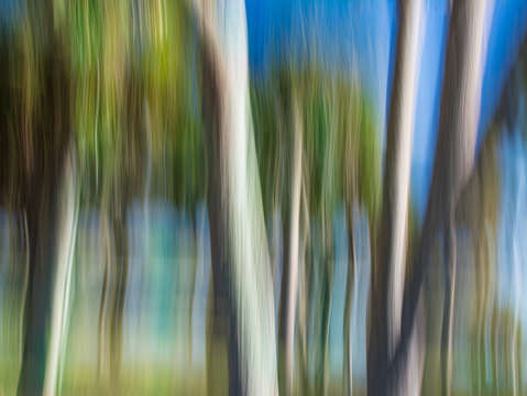 Moving trees 31
