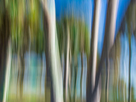 Moving trees 32 portrait format