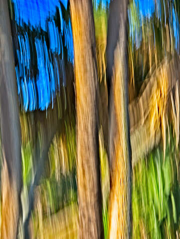Moving trees 33 portrait format