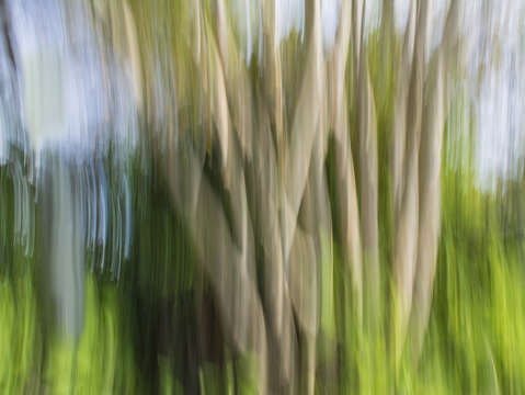 Moving trees 36 landscape format