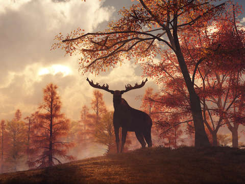 A moose in fall