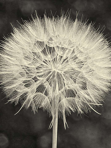 Wish