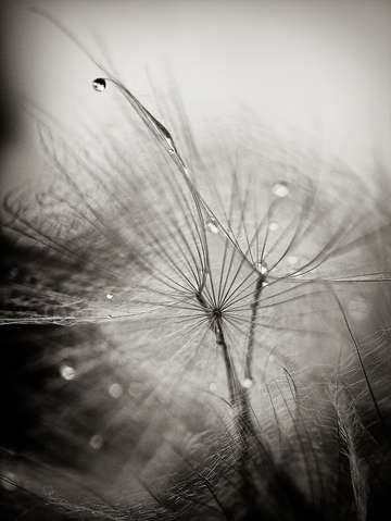 A drop of dew