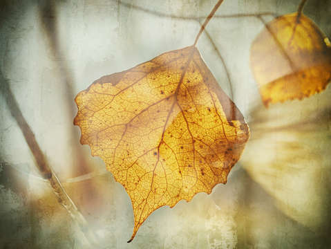 Hope my heart