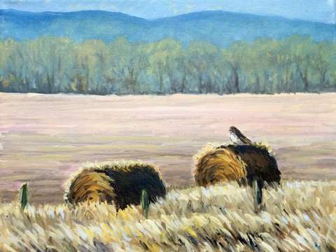 Red tail in the winter field
