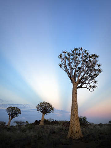 Quiver tree rays