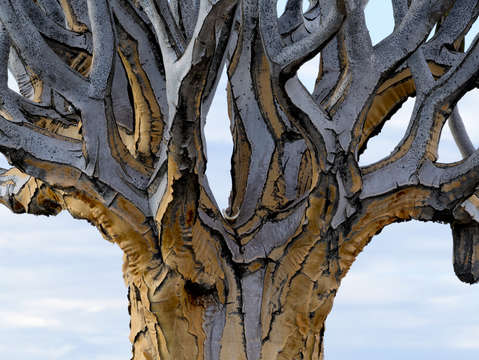 Quiver tree 2