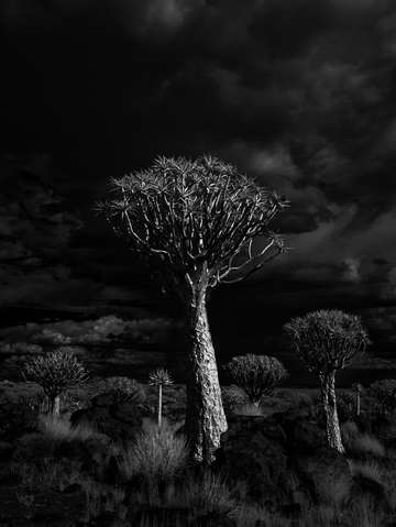 Quiver tree storm