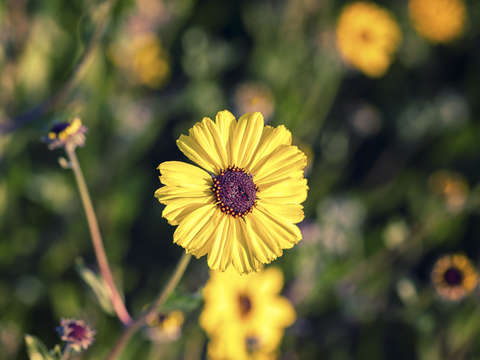 Natures smile series