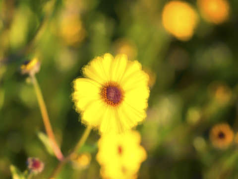 Natures smile series 2