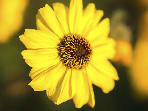 Natures smile series 3