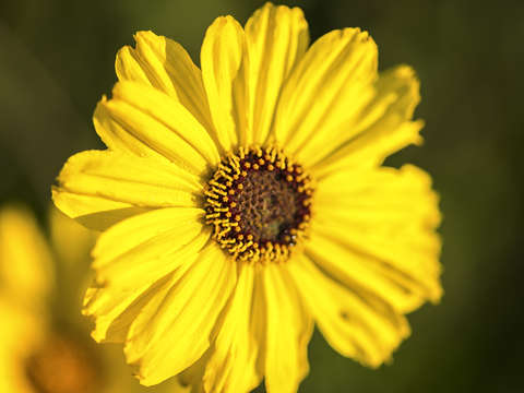 Natures smile series 4