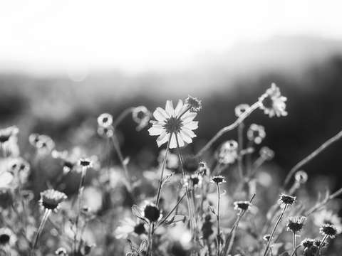 Natures smile series 5