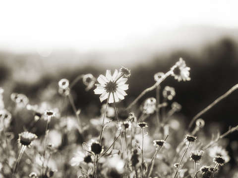 Natures smile series 6