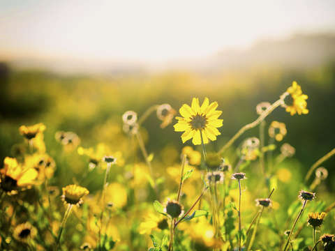 Natures smile series 7