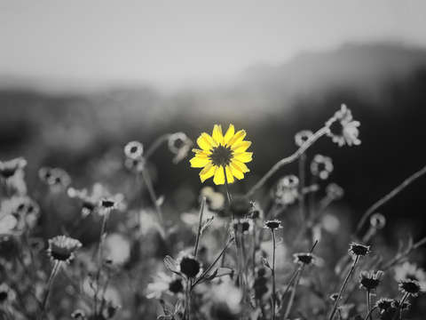 Natures smile series 8