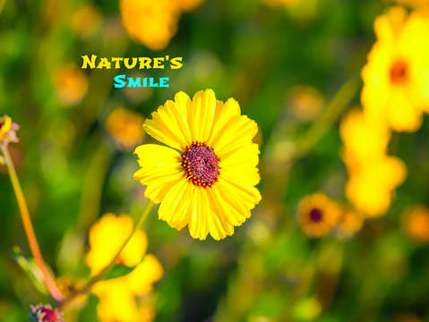 Natures smile series 9