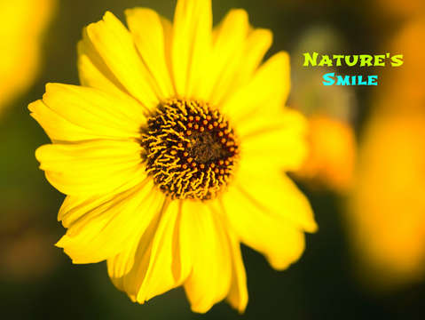 Nature's Smile Series