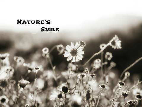 Natures smile series 12