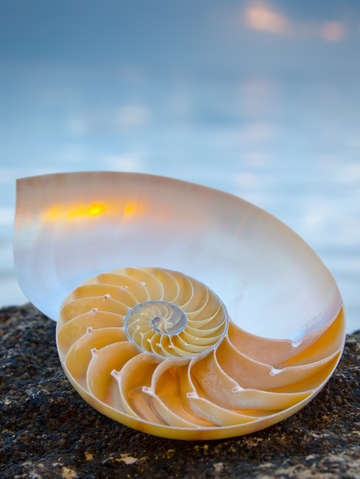 Sunset nautilus 3078