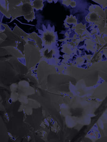 Neon glow flowers